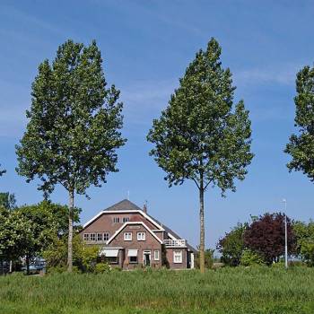 Grazende Zwaan